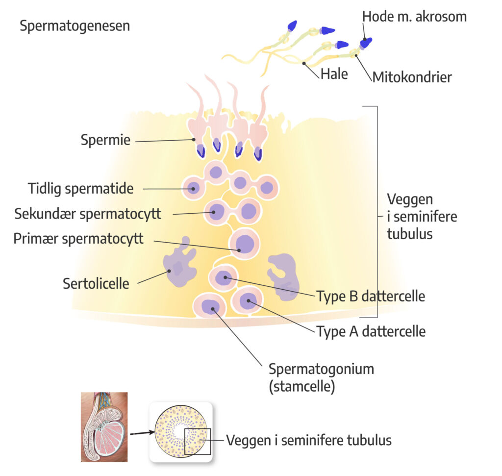 Spermatogenesen