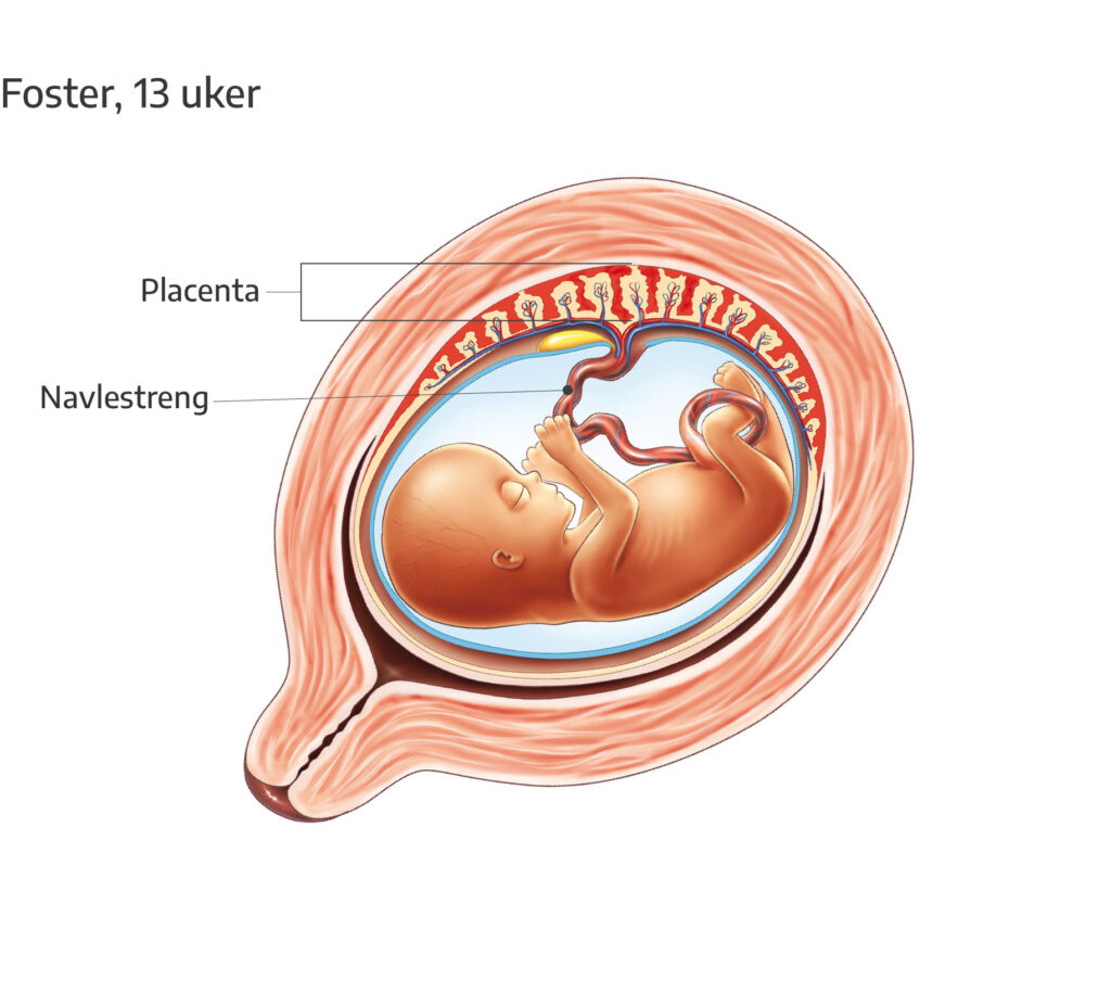Fosteret 3 til 5 uker
