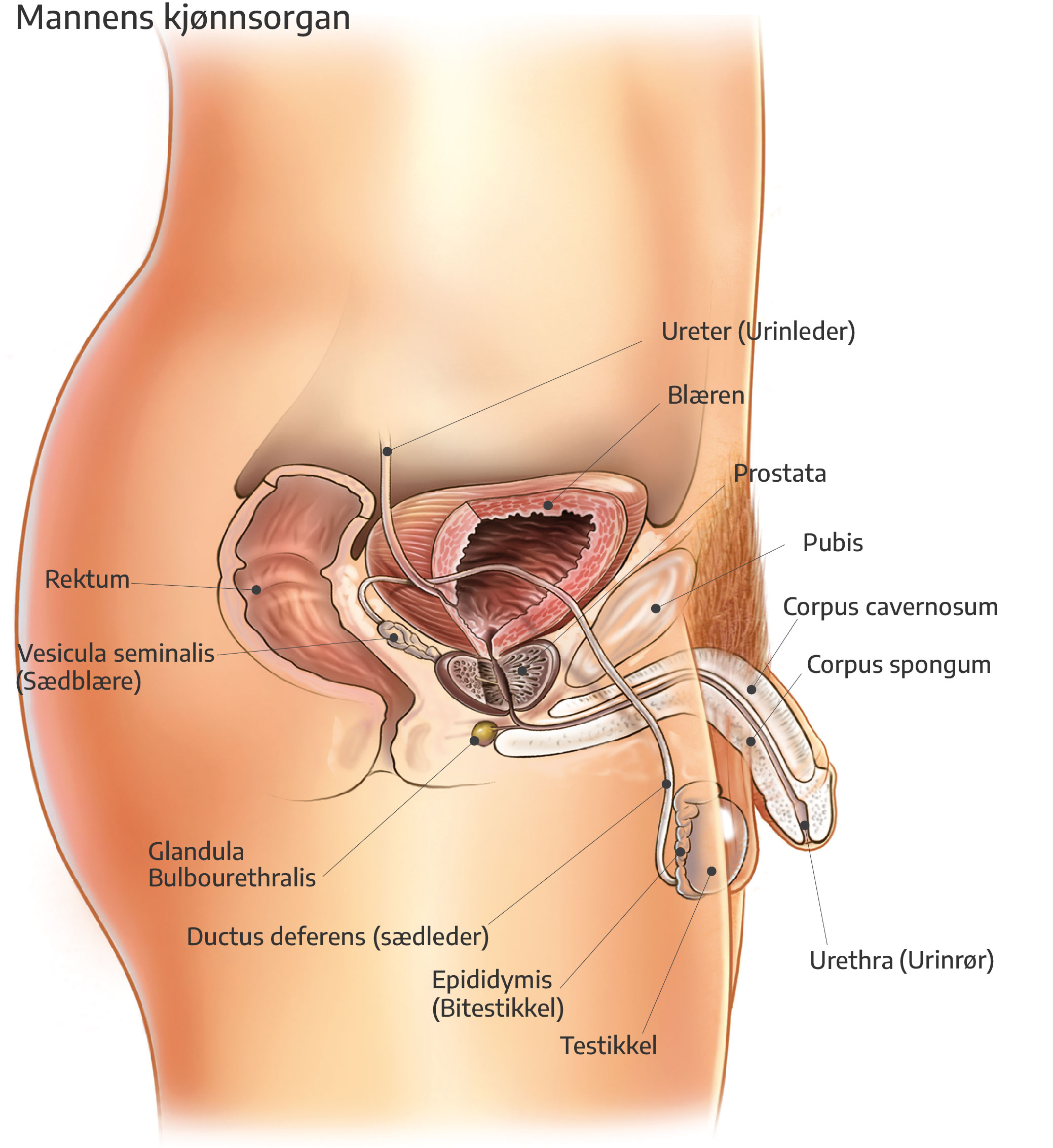 Mannens reproduksjonsorganer