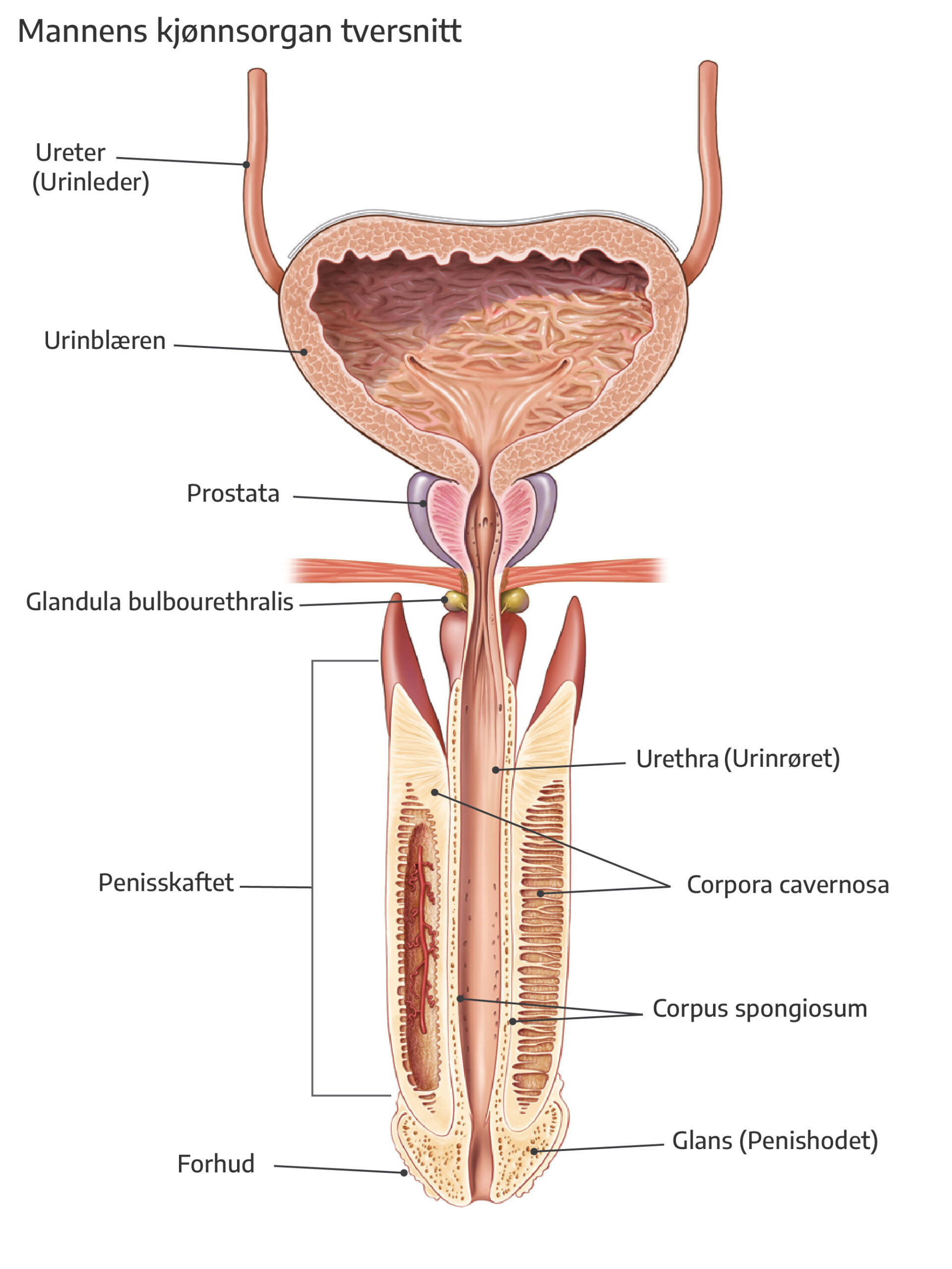 Mannens urinblaere & penis